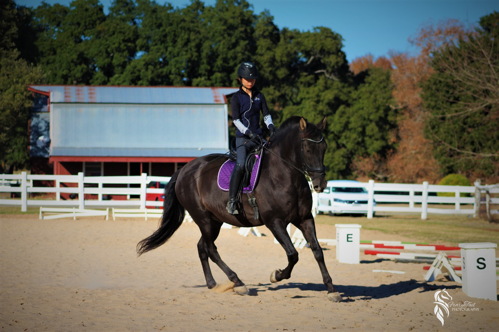 Horse Training