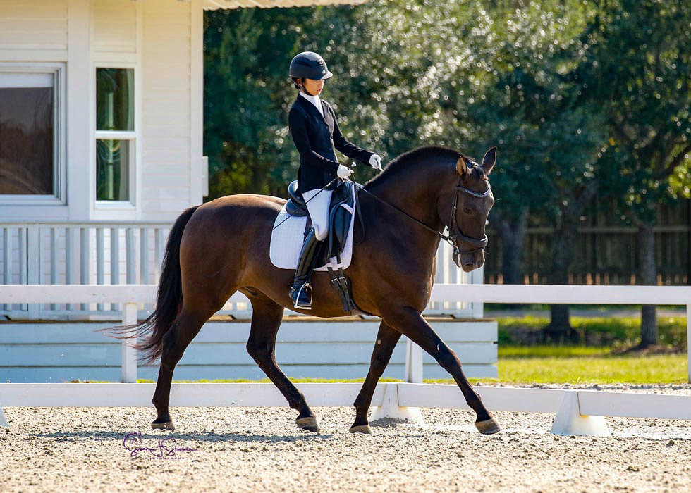 Horse Training
