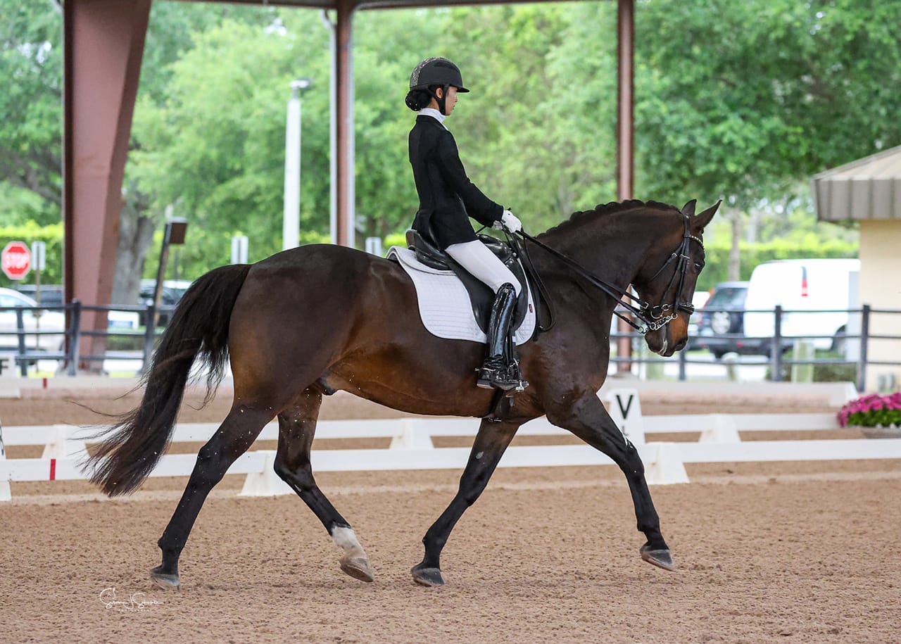 Extended trot on a dark horse in a covered arena