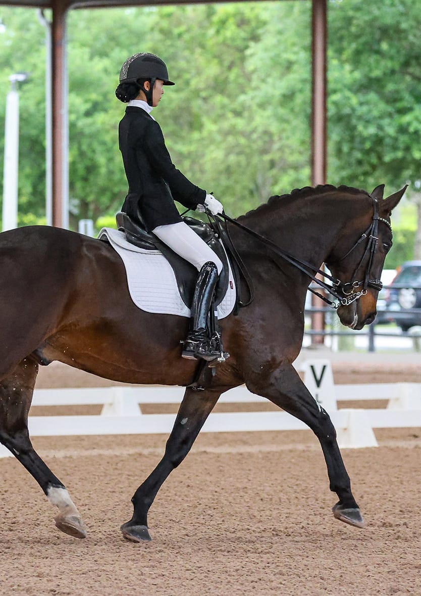 Trot on a bay horse in a covered show arena